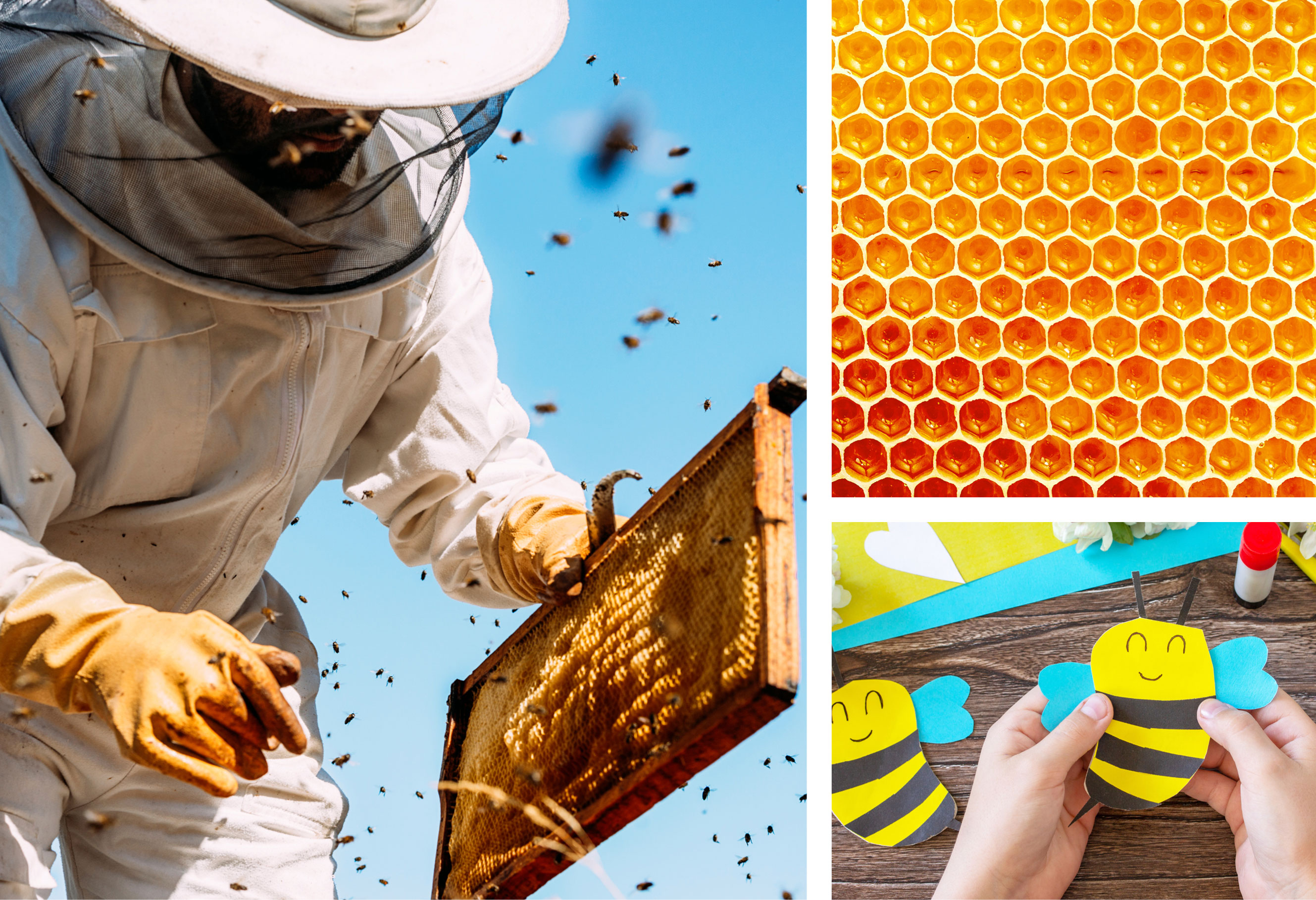 What's the Buzz - Houston Honey bee Workshop