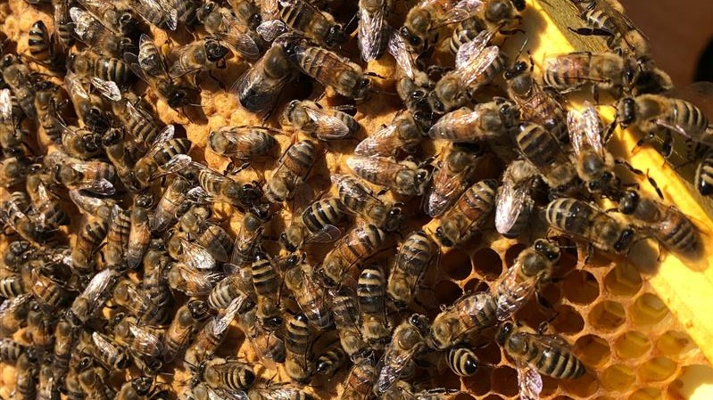 Beehive Sustainability Program